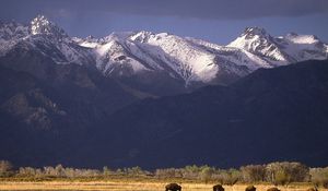 Preview wallpaper bisons, mountains, pasture, field