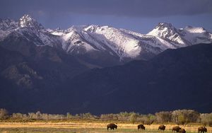 Preview wallpaper bisons, mountains, pasture, field