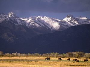 Preview wallpaper bisons, mountains, pasture, field