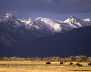 Preview wallpaper bisons, mountains, pasture, field