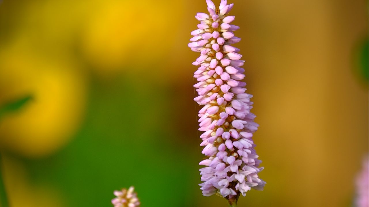Wallpaper bistort, flower, macro