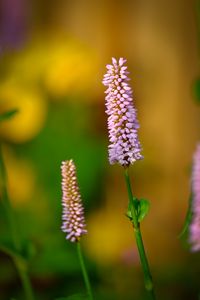 Preview wallpaper bistort, flower, macro