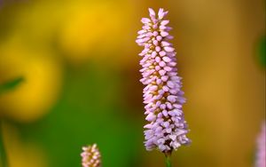 Preview wallpaper bistort, flower, macro