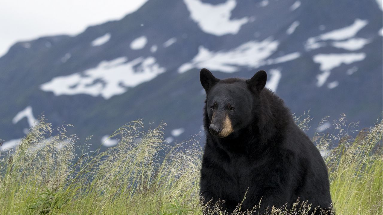 Wallpaper black bear, bear, animal, grass