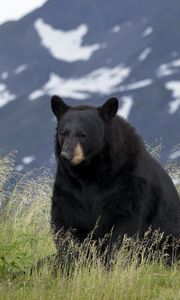 Preview wallpaper black bear, bear, animal, grass