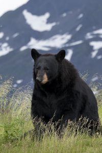 Preview wallpaper black bear, bear, animal, grass