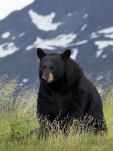 Preview wallpaper black bear, bear, animal, grass