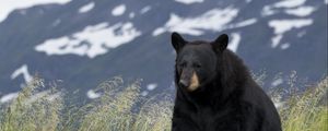 Preview wallpaper black bear, bear, animal, grass