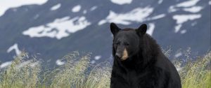 Preview wallpaper black bear, bear, animal, grass