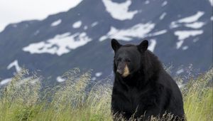 Preview wallpaper black bear, bear, animal, grass