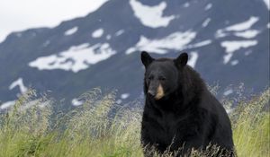 Preview wallpaper black bear, bear, animal, grass