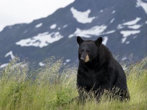 Preview wallpaper black bear, bear, animal, grass