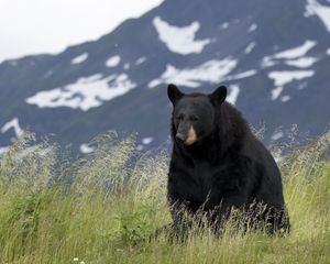 Preview wallpaper black bear, bear, animal, grass