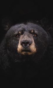 Preview wallpaper black bear, bear, predator, baribal