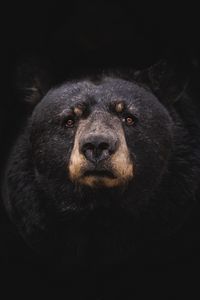 Preview wallpaper black bear, bear, predator, baribal