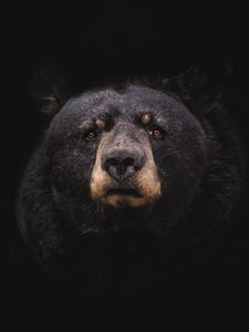 Preview wallpaper black bear, bear, predator, baribal