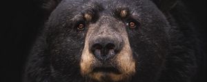 Preview wallpaper black bear, bear, predator, baribal