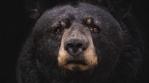 Preview wallpaper black bear, bear, predator, baribal