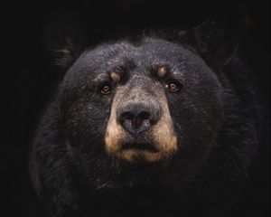 Preview wallpaper black bear, bear, predator, baribal