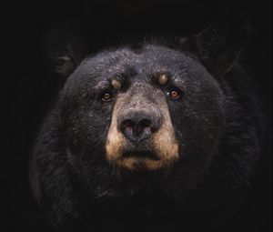 Preview wallpaper black bear, bear, predator, baribal