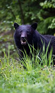 Preview wallpaper black bear, bear, predator, grass