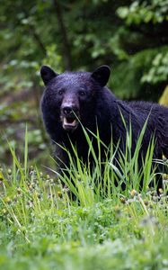 Preview wallpaper black bear, bear, predator, grass