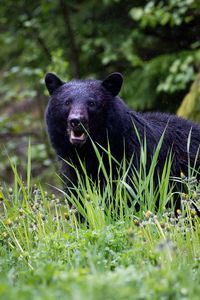 Preview wallpaper black bear, bear, predator, grass