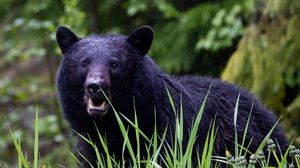 Preview wallpaper black bear, bear, predator, grass