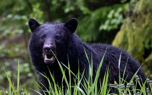 Preview wallpaper black bear, bear, predator, grass
