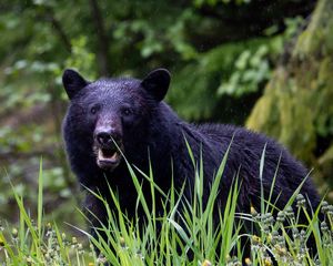 Preview wallpaper black bear, bear, predator, grass