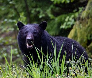 Preview wallpaper black bear, bear, predator, grass