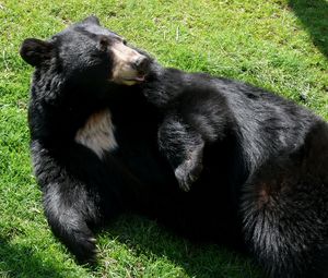 Preview wallpaper black bear, grass, black, lie