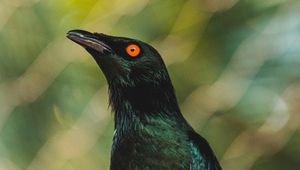 Preview wallpaper black blackbird, blackbird, bird, focus