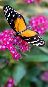 Preview wallpaper black cardinal, butterfly, flowers, leaves