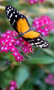 Preview wallpaper black cardinal, butterfly, flowers, leaves