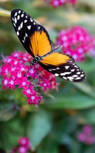 Preview wallpaper black cardinal, butterfly, flowers, leaves