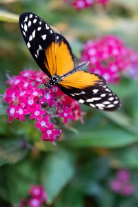 Preview wallpaper black cardinal, butterfly, flowers, leaves