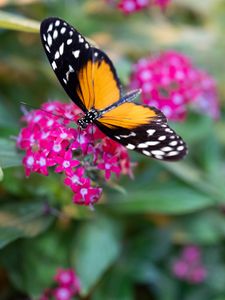Preview wallpaper black cardinal, butterfly, flowers, leaves