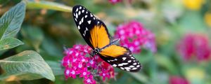 Preview wallpaper black cardinal, butterfly, flowers, leaves