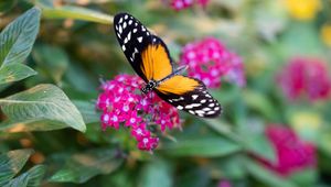 Preview wallpaper black cardinal, butterfly, flowers, leaves