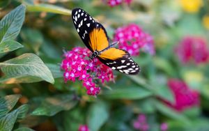 Preview wallpaper black cardinal, butterfly, flowers, leaves