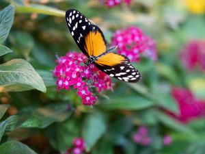 Preview wallpaper black cardinal, butterfly, flowers, leaves