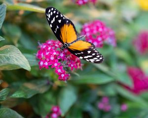 Preview wallpaper black cardinal, butterfly, flowers, leaves