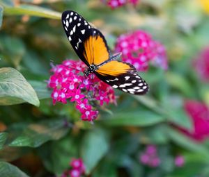 Preview wallpaper black cardinal, butterfly, flowers, leaves