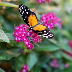 Preview wallpaper black cardinal, butterfly, flowers, leaves