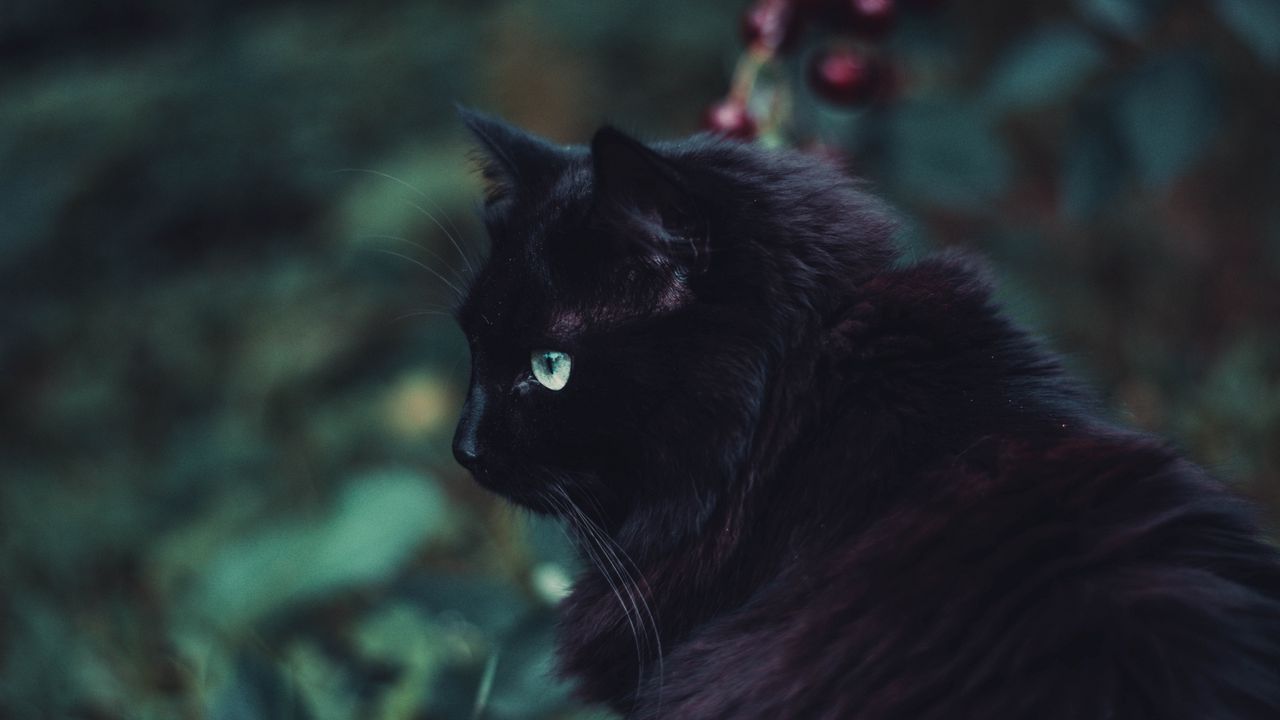Wallpaper black cat, cat, fluffy, sight