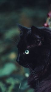 Preview wallpaper black cat, cat, fluffy, sight
