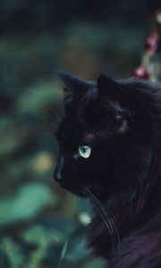 Preview wallpaper black cat, cat, fluffy, sight