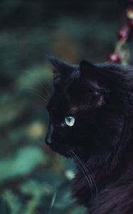 Preview wallpaper black cat, cat, fluffy, sight