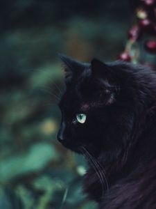 Preview wallpaper black cat, cat, fluffy, sight